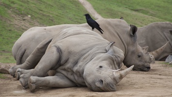 321-0272 Safari Park - White Rhinos